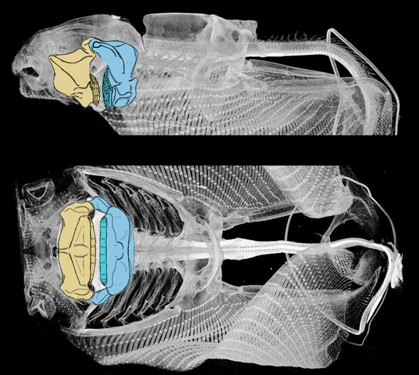 Rbinoptera skeleton latera and ventral view