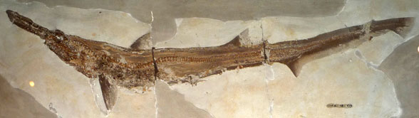Scapanorhynchus