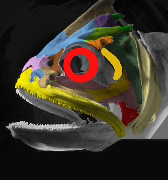 Scomberoides skull photo