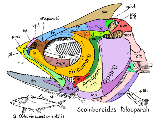 Scomberoides skull