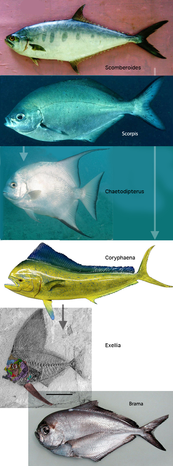 Scomberoides to Exellia evolution