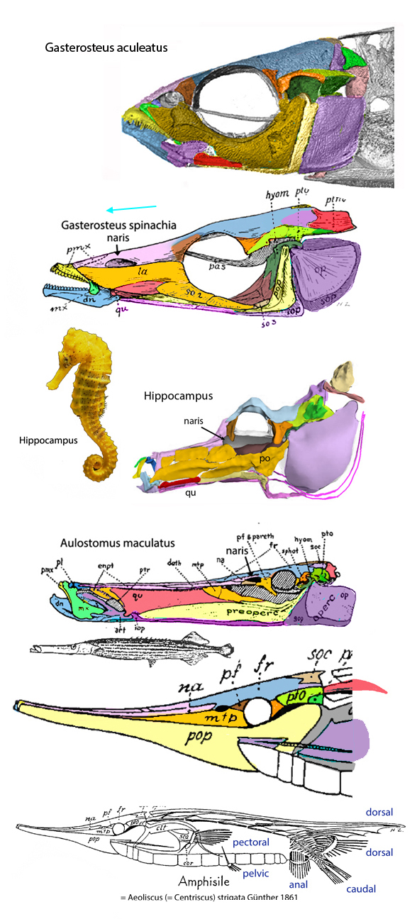 shrimpfish evolution