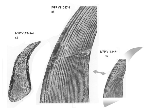 Sinacanthus fins