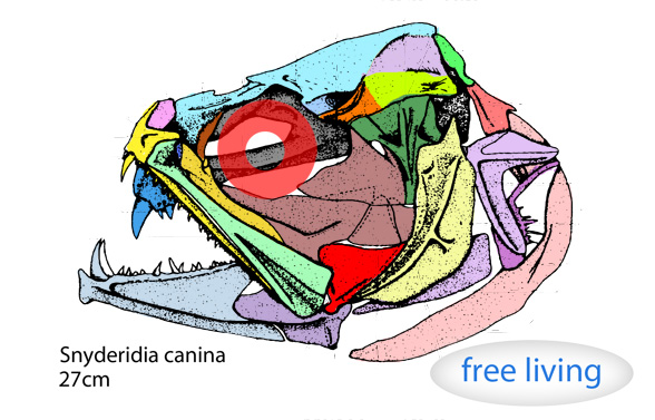 Snyderidia skull