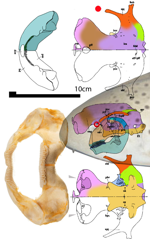 Stegostoma skull diagram