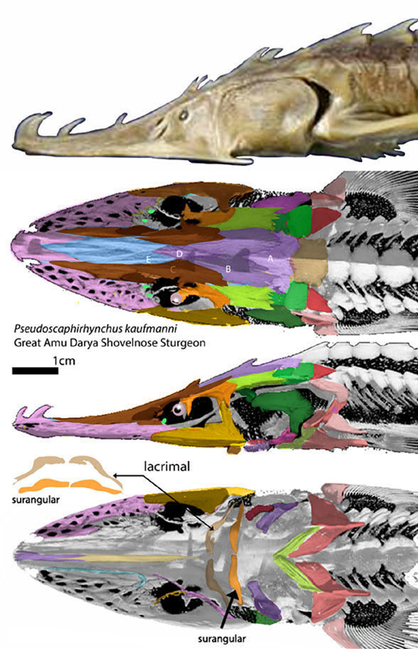 Pseudoscaphirhychus skeleton
