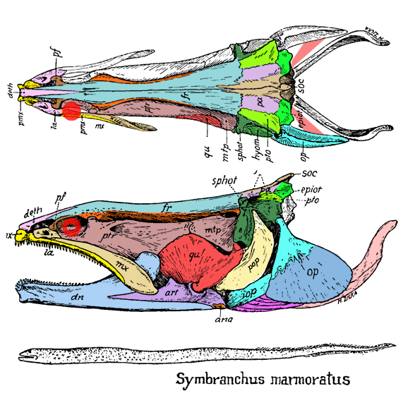 Symbranchus skull