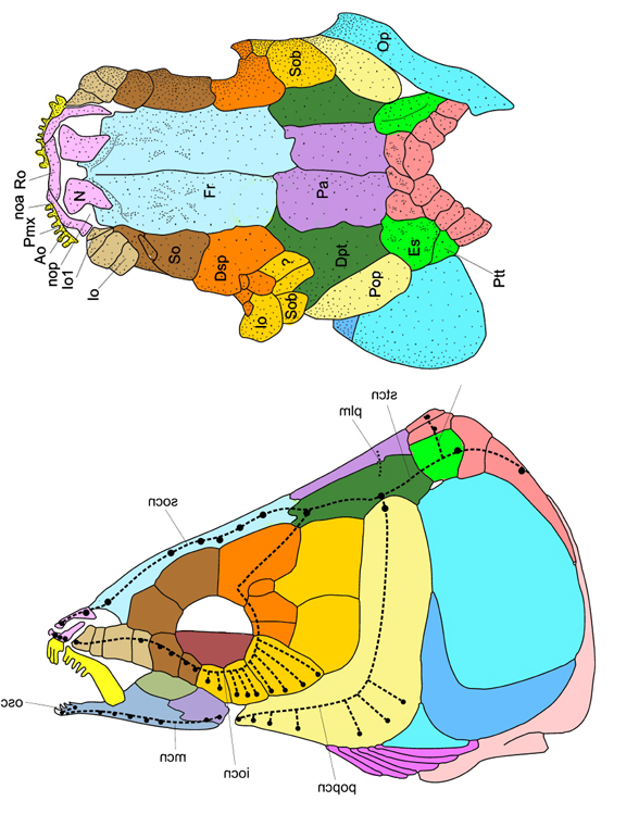 Thaiichthys skull