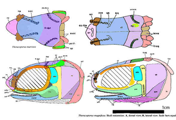 Thoracopterus skull