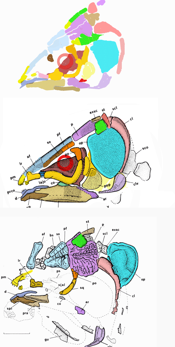 Ticinepomis skull reconstruction