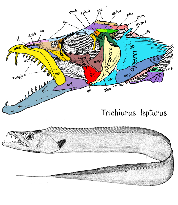 Trichiurus
