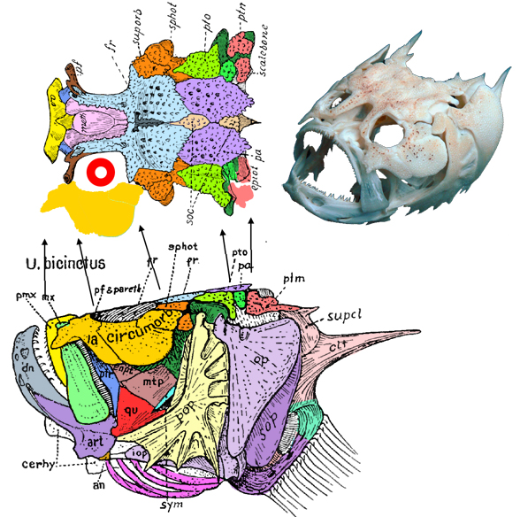 Uranoscopus skull diagram