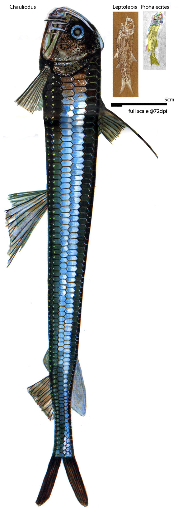 Viperfish Chauliodus to scale with Prohalecites and Leptolepis
