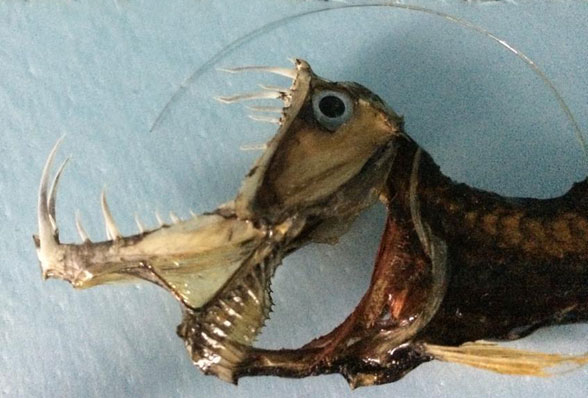 viperfish with teeth extended