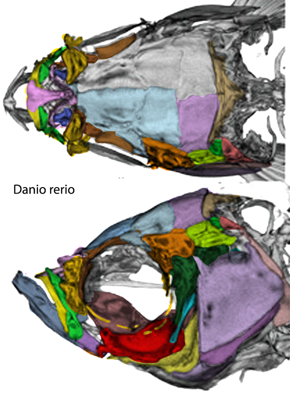 Zebrafish Danio skull
