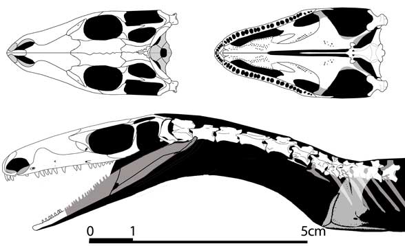 Protorosaurus and Czatkowiella