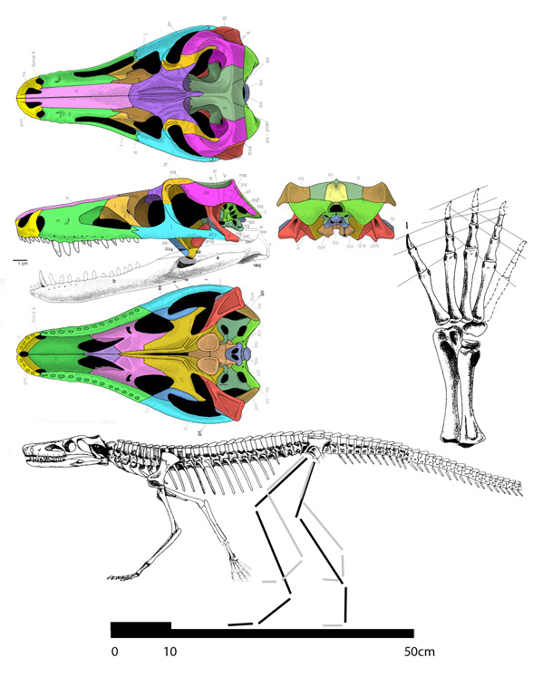 Dibothrosuchus