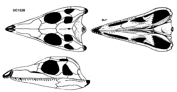 Youngoides UC 1528