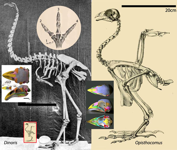 Opisthocomus Dinornis