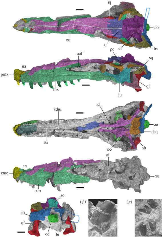 Guanlong, Xiongguanlong and Megaraptor