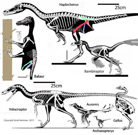 Balaur, Veociraptor and Haplocheirus to scale