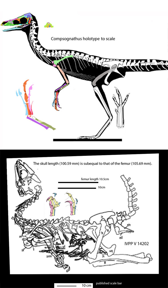 Huadanosaurus in situ to scale with the holotype of Compsognathus