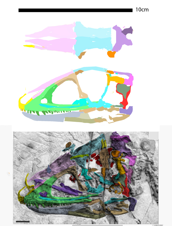 Huadanosaurus skull