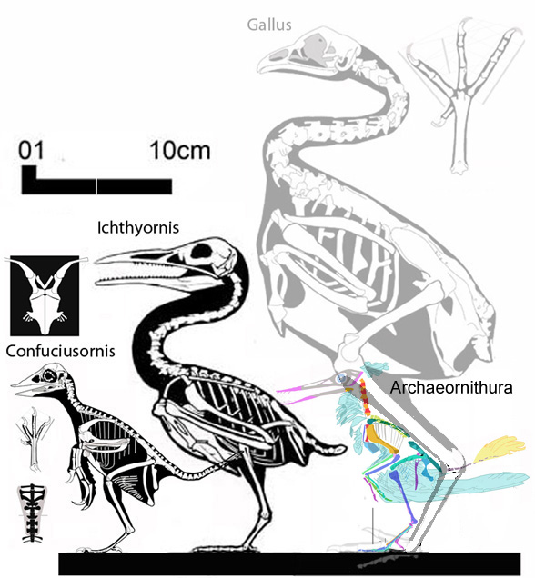 Yanornis, Apsaravis, Pelagornis, Ichthyornis, Gansus and Hesperornis