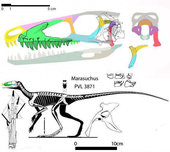 Marasuchus Guaibasaurus And Agnosphitys
