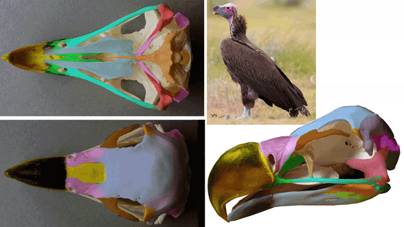 Torgos lappet-faced vulture