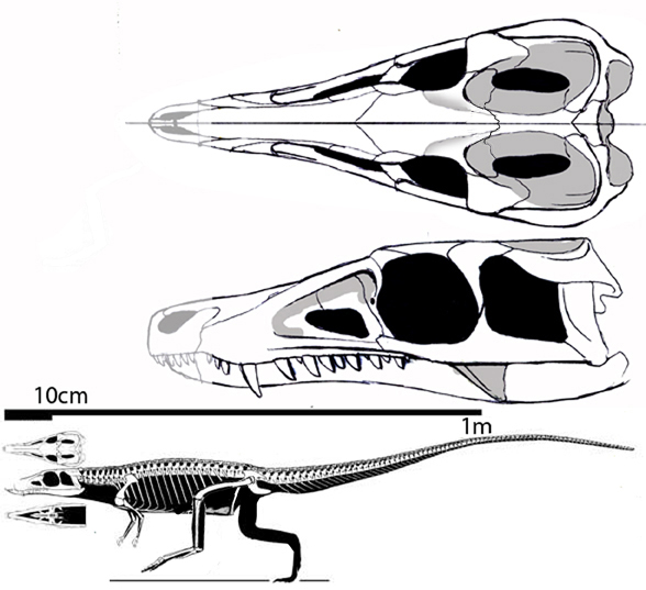 Saltoposuchus