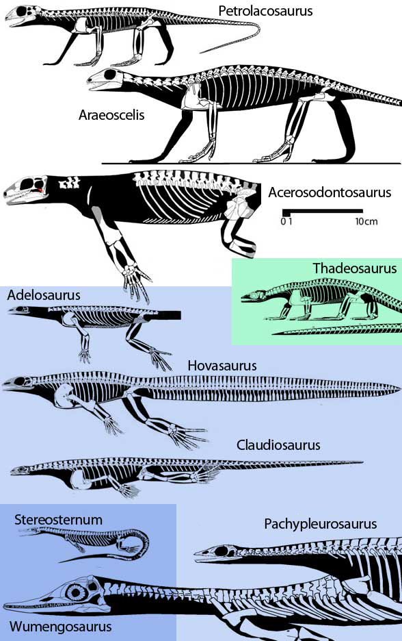 Acerosodontosaurus