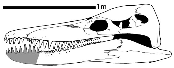 Kronosaurus