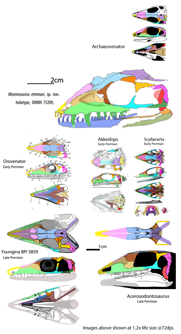 Scyllacerta and Akkedops compared