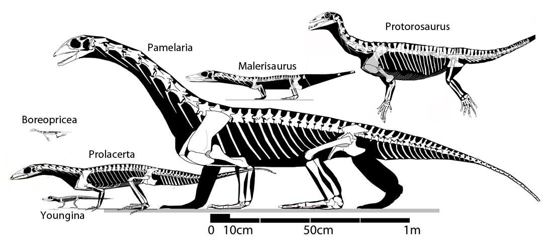 Protorosaurs, also known as Prolacertiformes