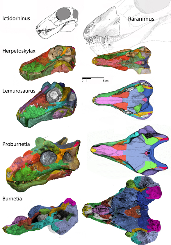 Burnetiidae with Burnetia, Proburnetia, Lemurosaurus, Herpetoskylax and ...