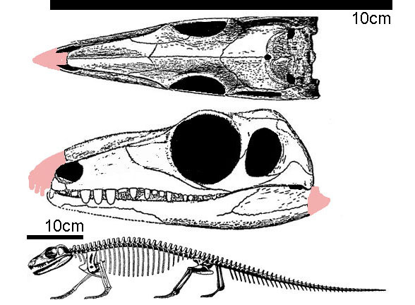 Heleosaurus and Mycterosaurus