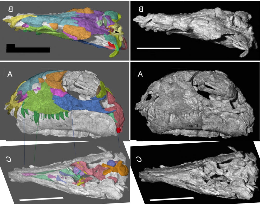 Stenocybus skull bone identification