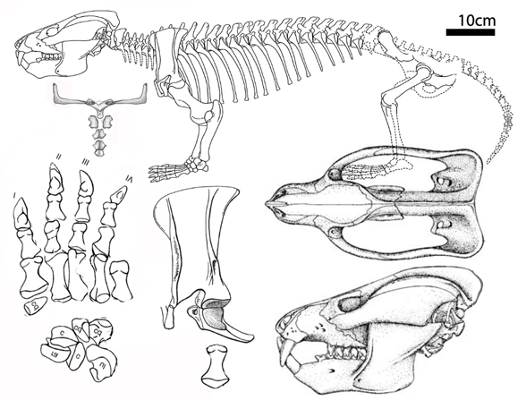 Pachygenelus, Oligokyphus and Kayentatherium