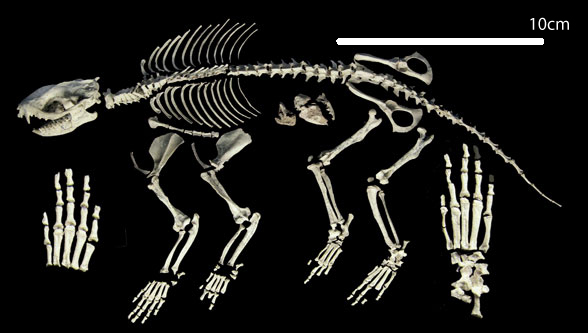 Alcidedorbignya skeleton