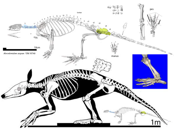 Alocodontulllum skeleton