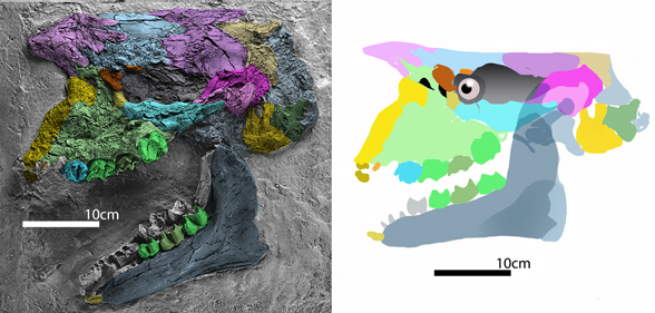 Anisodon grande skull