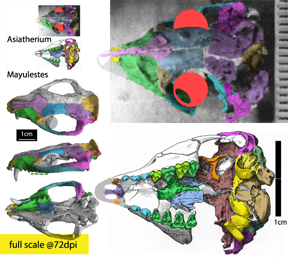 Asiatherium to scale