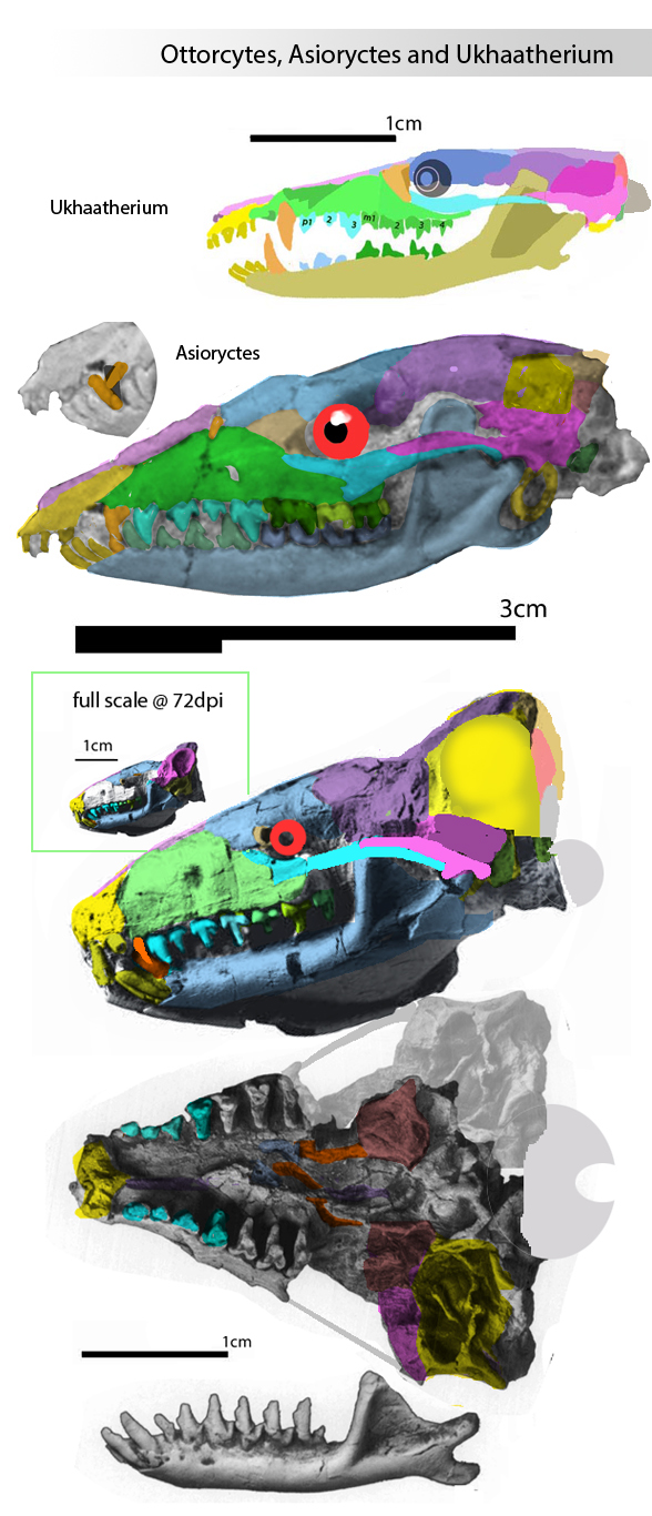 Asioryctes and Ottoryctes skulls