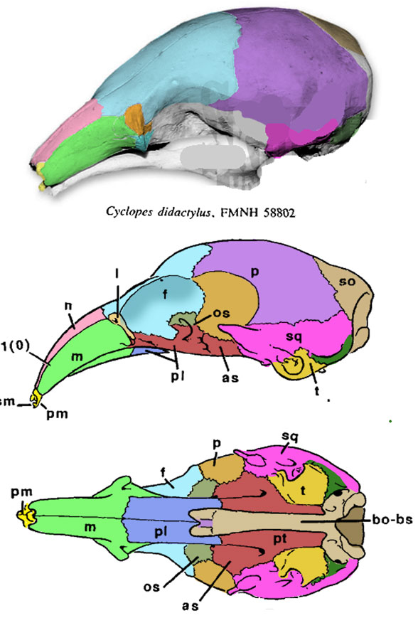 Cyclopes skull