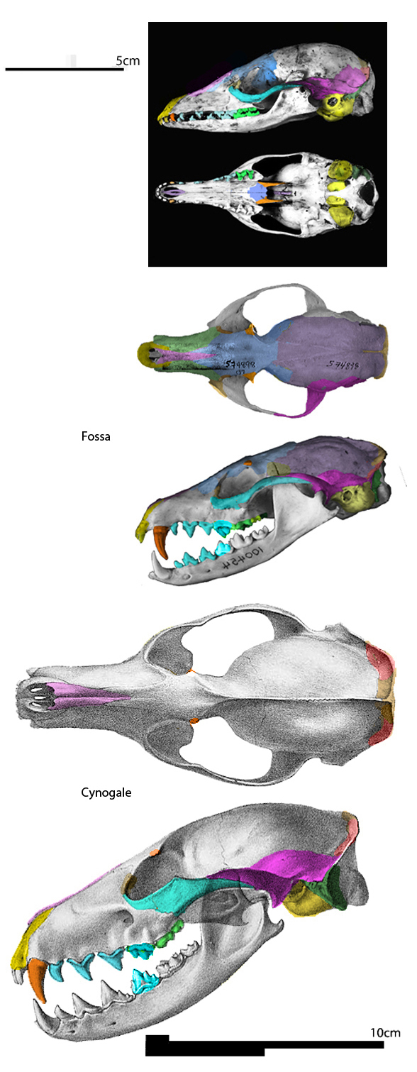 Cynogale Fossa Eupleres skulls compared