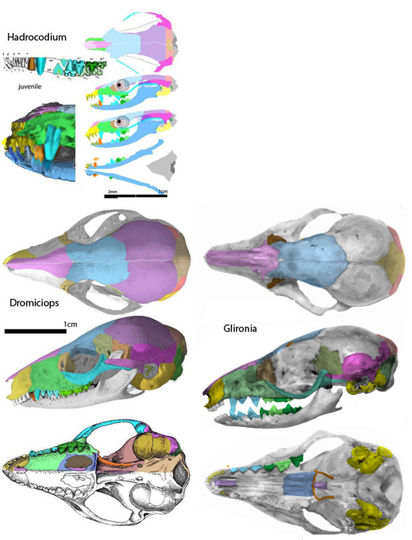 Dromiciops skull