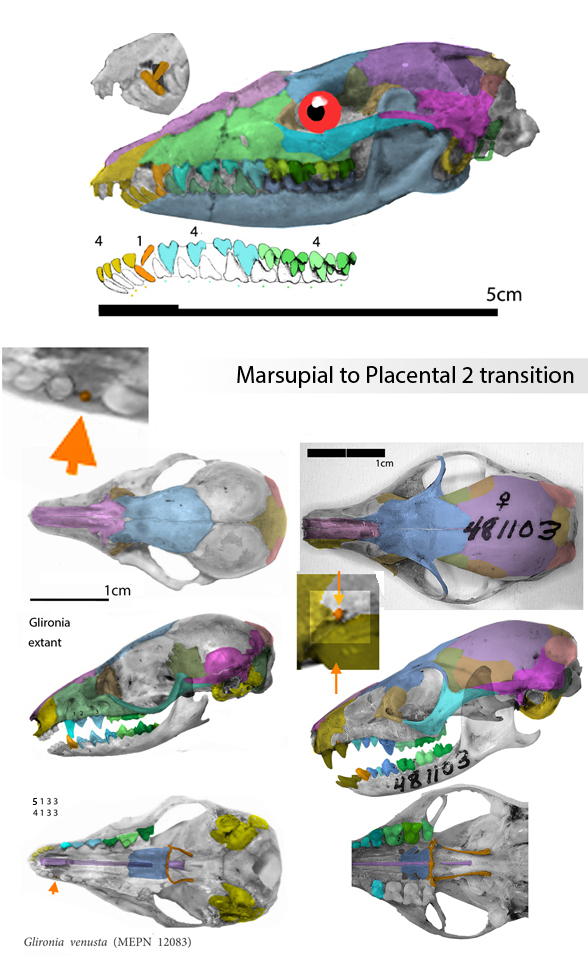 Glironia and Ptilocercus skulls to scale