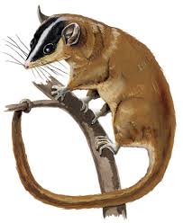 Glironia in vivo