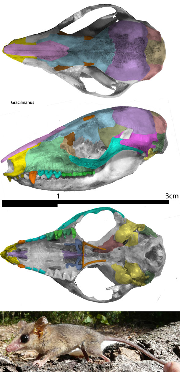 Gracilinanus skull and in vivo